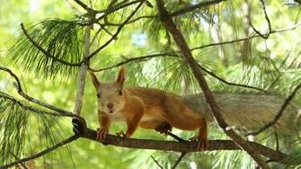 Cute Squirrel Wallpaper