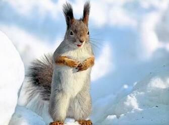 Background And Make This A Squirrel Computer