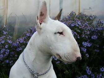 Bull Terrier And Flowers Photo Wallpaper Beautiful