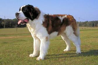 Saint Bernard Background Wallpaper