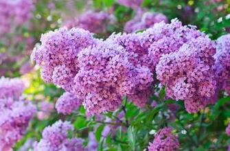 Showing Gallery For Lilac Bush Wallpaper