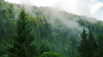 Fog Over A Pine Forest Wallpaper Allwallpaper In Pc En