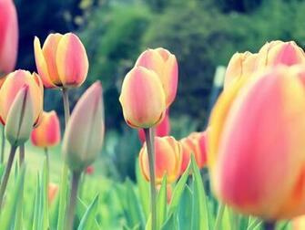 Easter Tulips Fondo HD