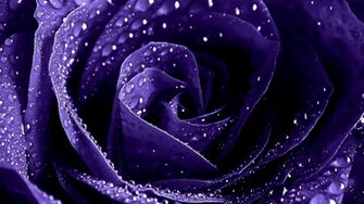 Purple Roses Wallpaper High Definition Quality