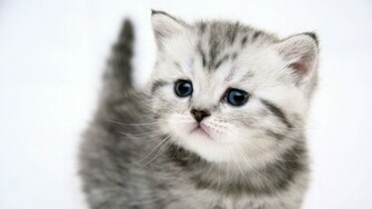 Cat Wallpaper