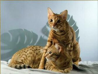 Ocicat Wallpaper High Quality