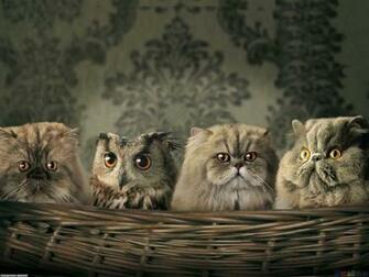 Wallpaper Strange Funny Weird Crazy Absurd Awesome X