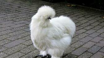 Wallpaper Silkie Chicken Feathers Widescreen