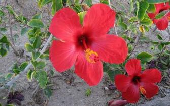 Hibiscus Flower Wallpaper HD Widescreen