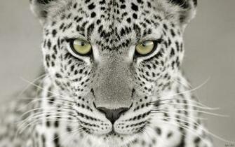 Snow Leopard Wallpaper HD For Htc First New Phone