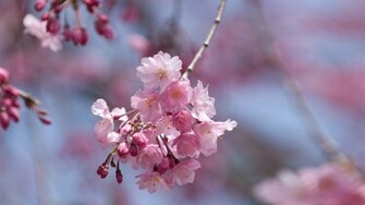 Wallpaper Flower Pink Sakura Spiring Spirin