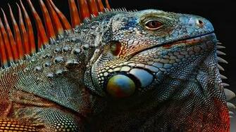Iguana Wallpaper X Net