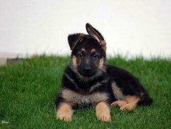 German Shepherd Wallpaper Dogs