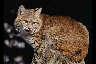 Bobcat Wallpaper