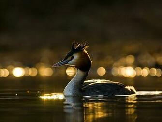 Birds HD Wallpaper Subcategory Ducks Car Pictures