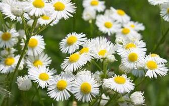 Daisy Fleabane Wallpaper