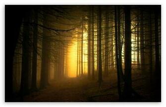 Forest Wallpaper