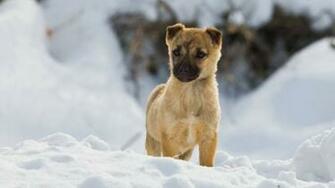 Puppy In The Snow Dogs Picture