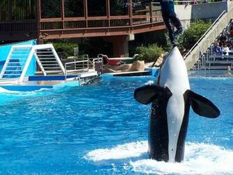 Wallpaper Shamu Autos We