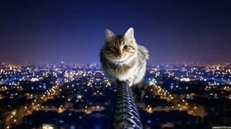 Cat Animal Windows Wallpaper 1080p HD
