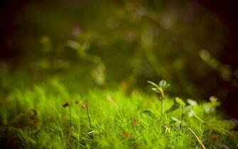 Windows Breedbeeld Wallpaper Apps Directories