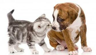 Selfish Cat Loyal Dog Funniest Wallpaper HD