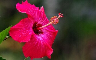 Pink Hibiscus Flower Wallpaper HD Online