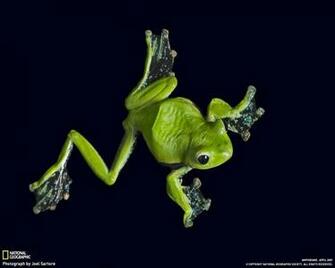 Black And Lime Green Wallpaper