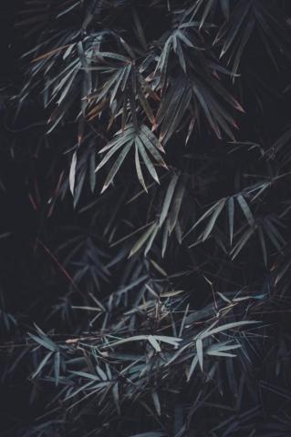 Aesthetic Dark Wallpaper For iPhone HD