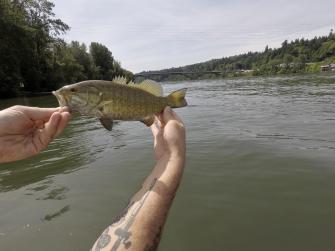 Smallmouth Bass On The Willamette River Sellwood Bridge In