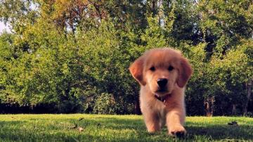 Wallpaper Funny Summer Dog Puppy Grass
