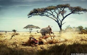 Zebra Wallpaper Black And White HD