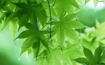 Green Leaves Wallpaper Kb