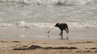 Dog Playing On Beach 1920x1080p HD Animal Wallpaper For Your Desktop