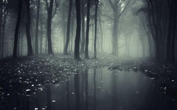Dark Forest Wallpaper On
