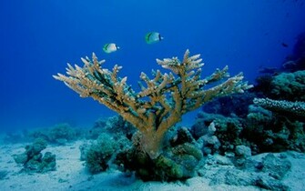 Underwater Wallpaper