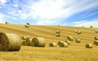 HD Colorful Crop Field Wallpaper Nature