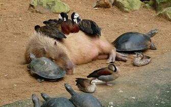 Capybara Wallpaper Mb 4usky