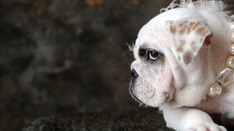 Funny Dog Background Wide Wallpaper