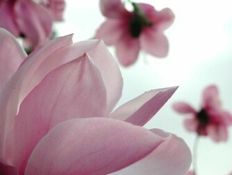 Flower Wallpaper Pink Flowers
