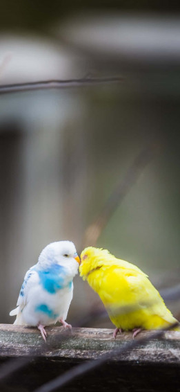 Bird iPhone Background Wallpaper