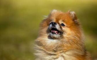 Pomeranian Computer Wallpaper Desktop Background Id