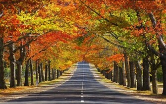 Autumn Trees Wallpaper