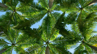 Tropical Leaves Desktop Wallpaper