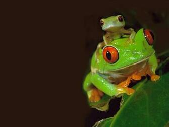 Wallpaper Frogs