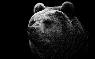 Un Oso Negro Con Fondo Ideal Para Tu De Pantalla Sera