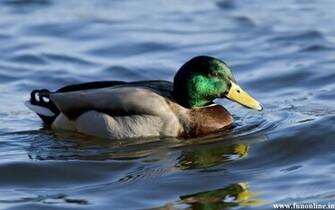 Duck Wallpaper Mandarin And Mallard Ducks