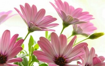 Pink Flowers Wallpaper HD