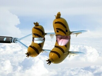 Funny HD Wallpaper