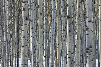 Wallpaper Background Aspen Tree Forest Jasper National Park